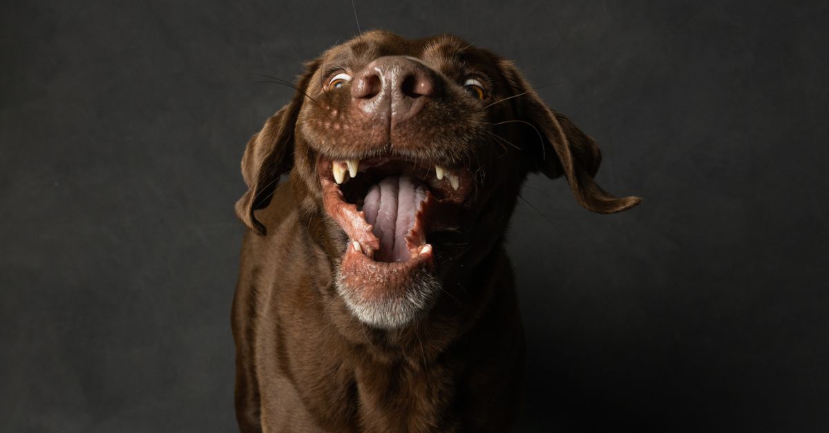 funny animal photo studio